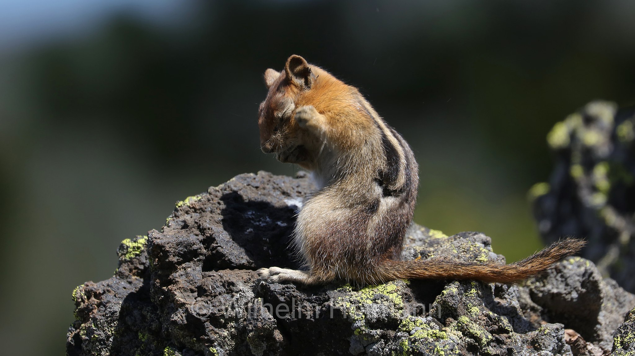 Callospermophilus lateralis, Spermophilus lateralis, golden-mantled ground squirrel, Goldmantelziesel, citello dal mantello dorato, Sparks Lake Meadow, Oregon, USA