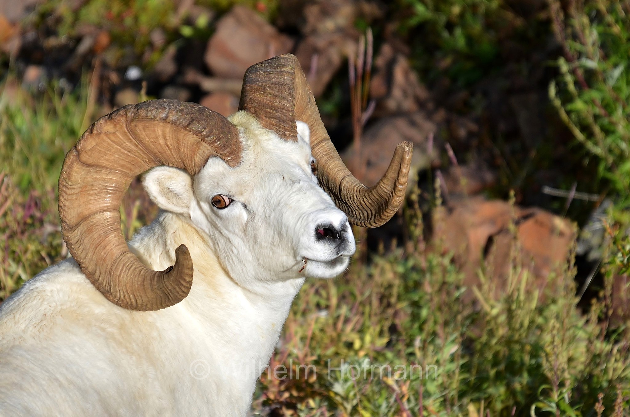 Ovis dalli, Dall sheep, thinhorn sheep, Dall-Schaf, Alaska-Schneeschaf, bighorn bianco, pecora di Dall, ariete di Dall, Sable Mountain, Denali National Park, Denali National Park and Preserve, Denali-Nationalpark, Parco nazionale del Denali, Alaska, USA