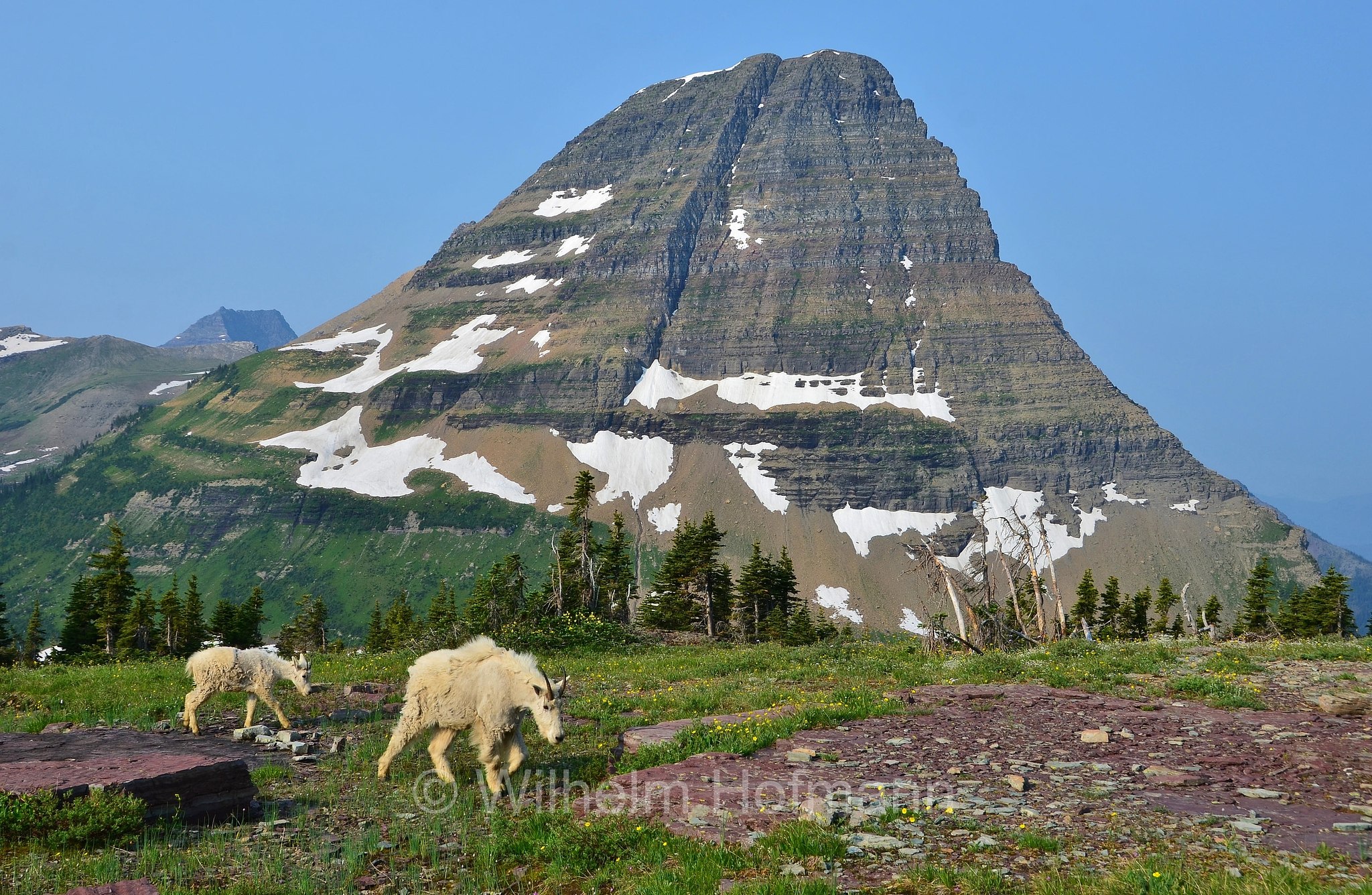 Oreamnos americanus, mountain goat, Rocky Mountain goat, Schneeziege, Bergziege, capra delle nevi, aplocero, Hidden Lake, Bearhat Mountain, Glacier National Park, Glacier-Nationalpark, parco nazionale dei ghiacciai, Montana, USA