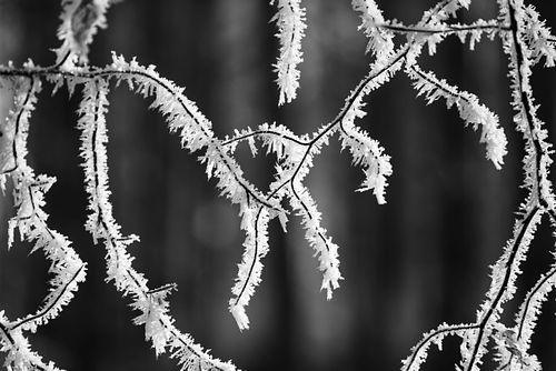 Frosty Forest