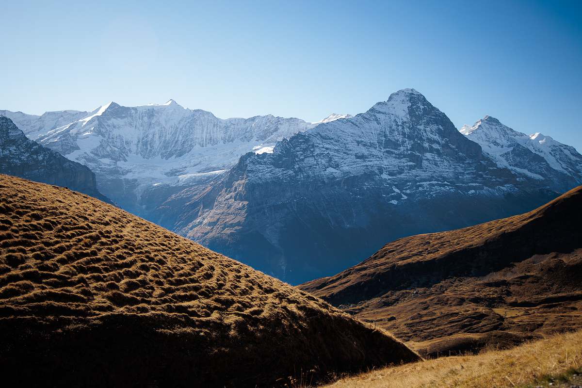 Zwei goldbraune Alpenh&uuml;gel rahmen den Blick auf die schneebedeckte Schreckhorngruppe mit Gletschern und schroffen Felsw&auml;nden unter klarem blauem Himmel