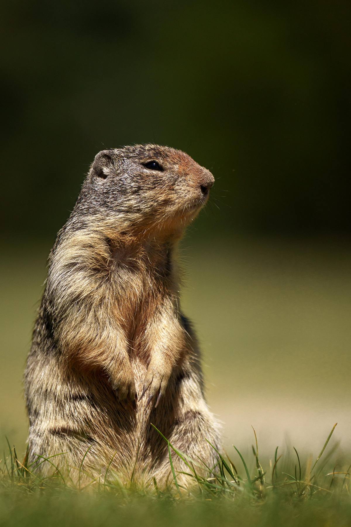 Columbian ground squirrel in the grass at Manning Park.
