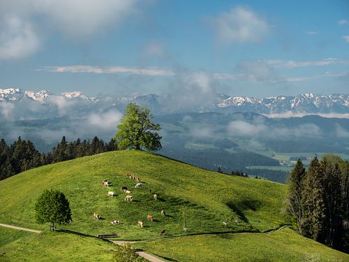 Emmental