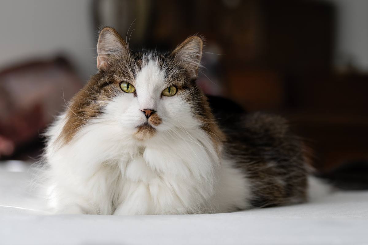 Beautiful cat photo