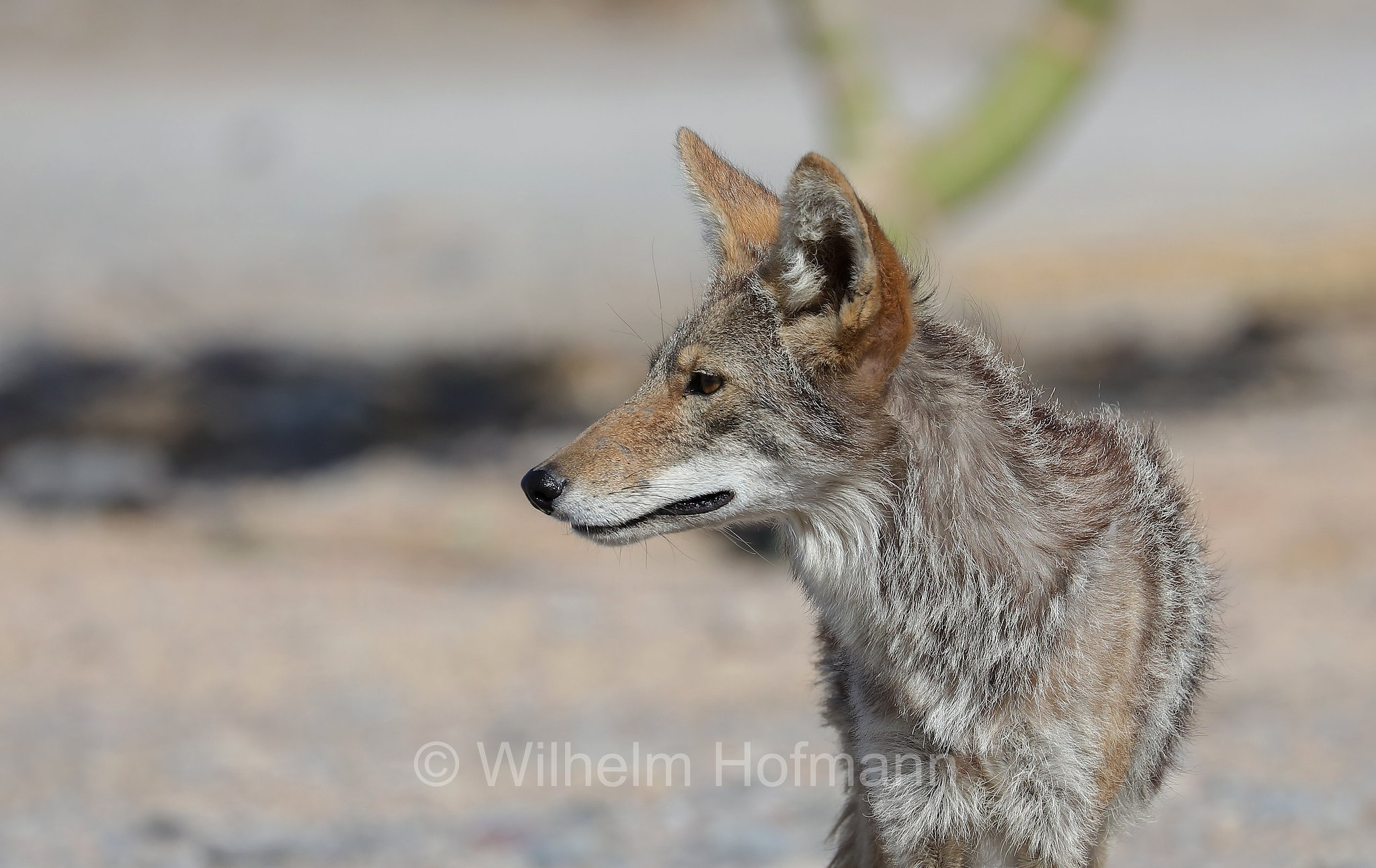 Canis latrans, coyote, American jackal, prairie wolf, brush wolf, Kojote, Präriewolf, Steppenwolf, coiote, lupo delle praterie, Furnace Creek, Death Valley National Park, Death-Valley-Nationalpark, Valle della Morte, California, Kalifornien, USA