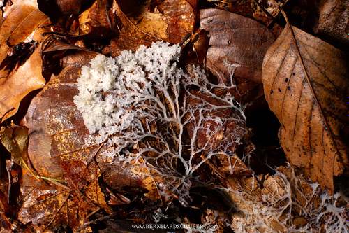 Fungus hyphae