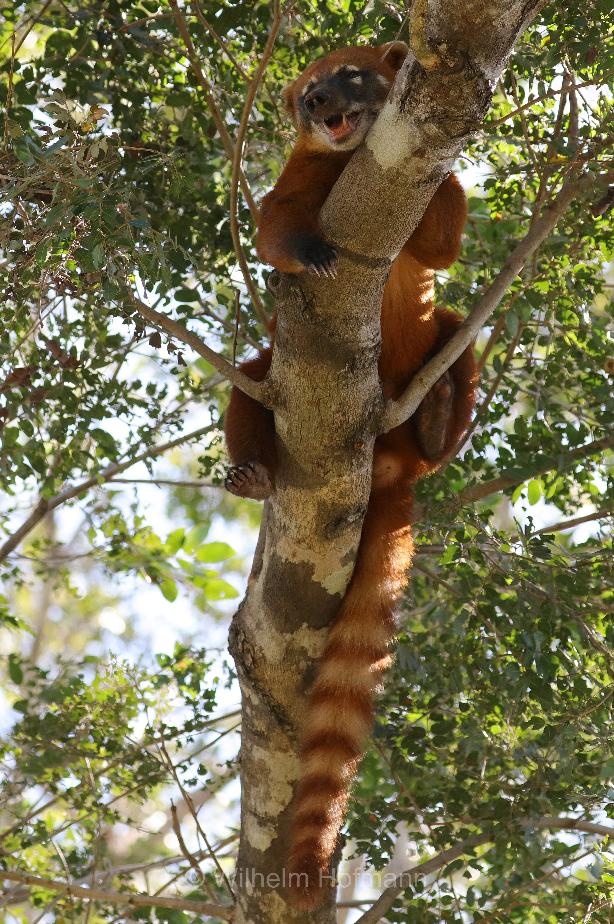 South American coati, ring-tailed coati, brown-nosed coati, Südamerikanischer Nasenbär, coati rosso, nasua rosso, Nasua nasua, Pantanal, Mato Grosso, Brazil, Brasil, Brasile, Brasilien