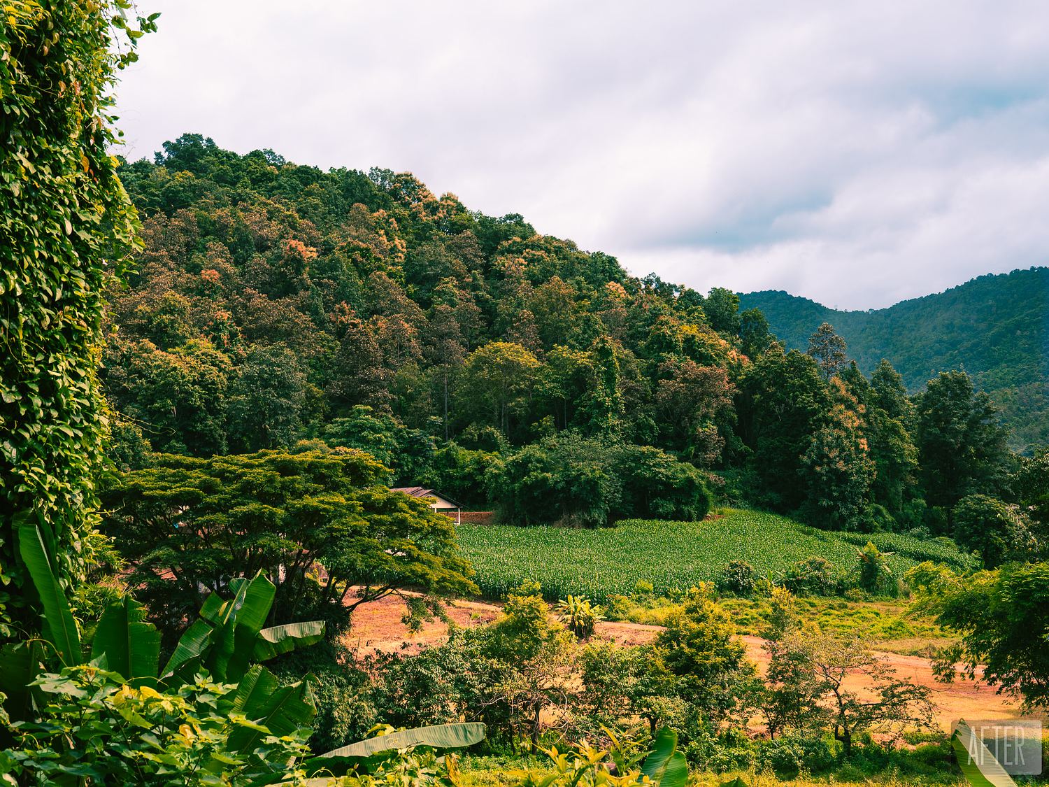 EMERALD WILDS