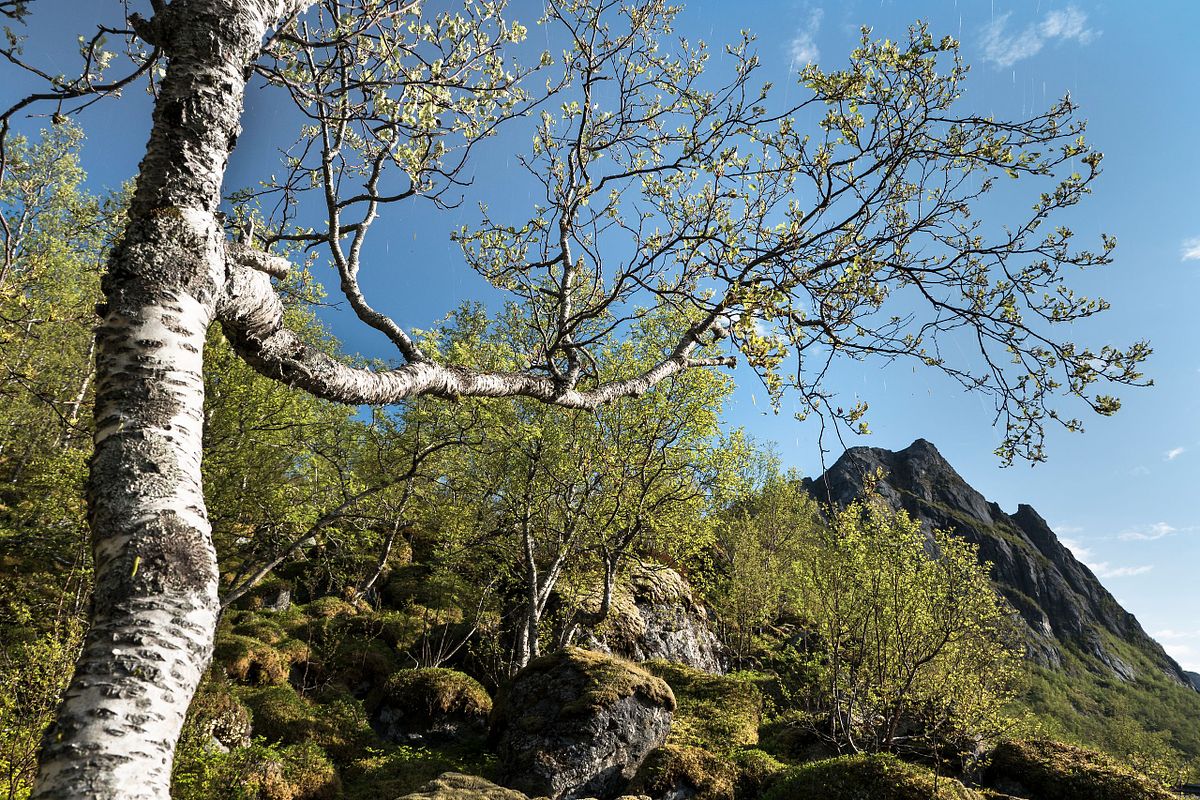 Auf der Insel Senja