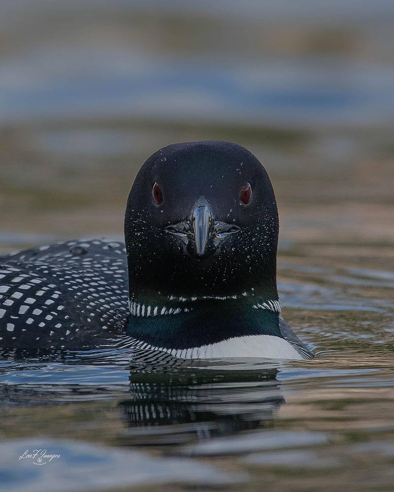 Here's Looking at You (Common Loon)