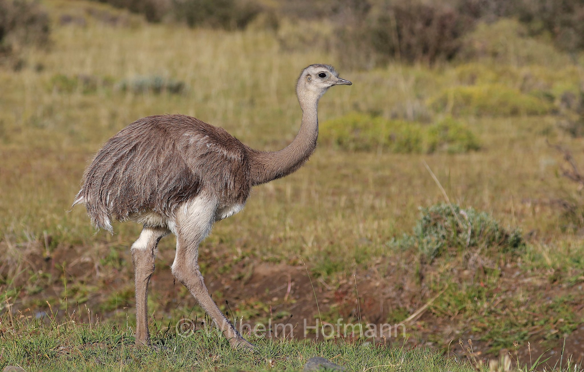 Darwin's rhea, lesser rhea, Darwinnandu, Darwin-Nandu, Kleiner Nandu, nandù di Darwin, Rhea pennata, Torres del Paine National Park, Patagonia, Patagonien, Chile, Cile