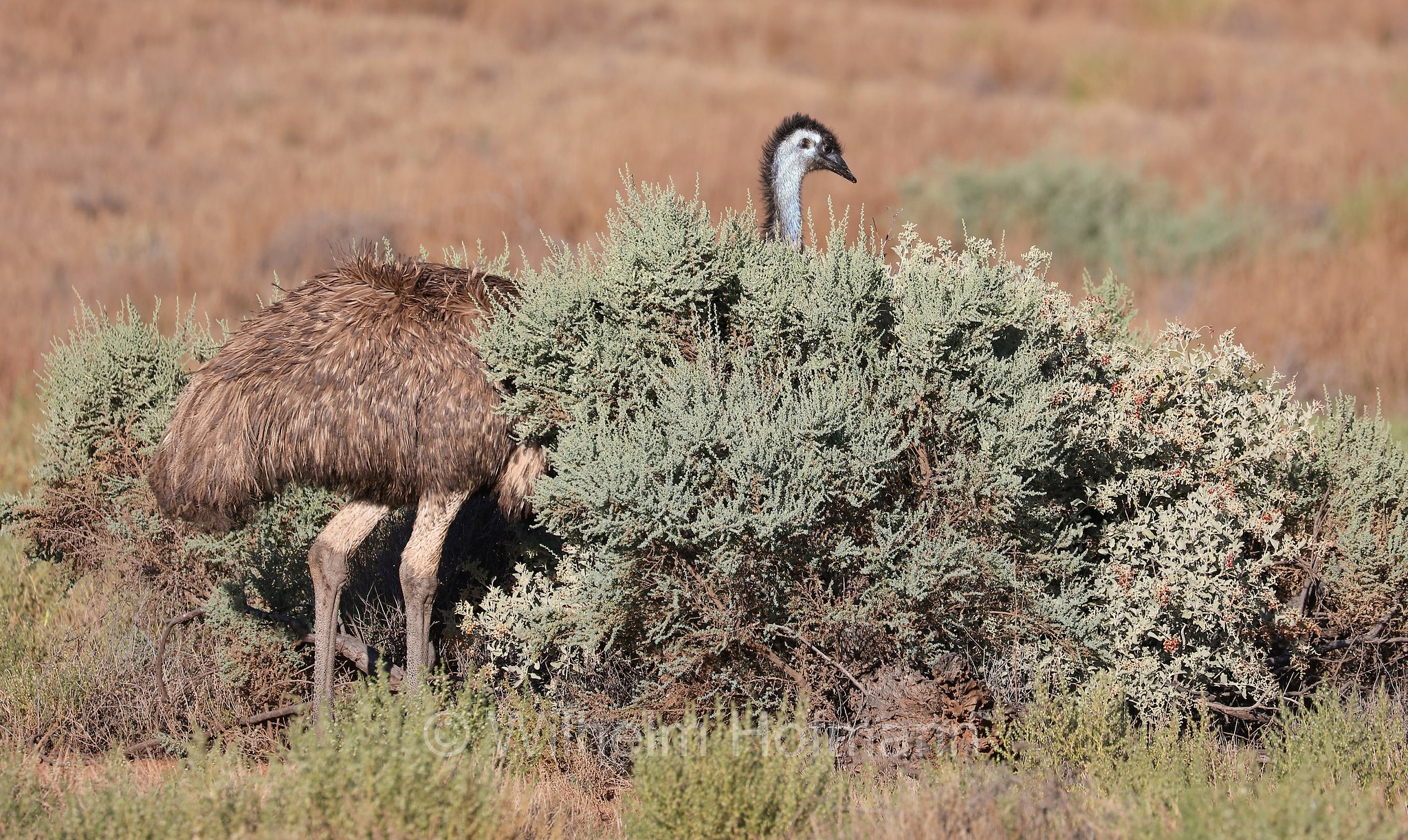 emu, Großer Emu, emù, Dromaius novaehollandiae, Trezona Loop Walk, Ikara–Flinders Ranges National Park, Ikara-Flinderskette-Nationalpark, parco nazionale Monti Flinders, South Australia, Südaustralien, Australia Meridionale, Australia, Australien