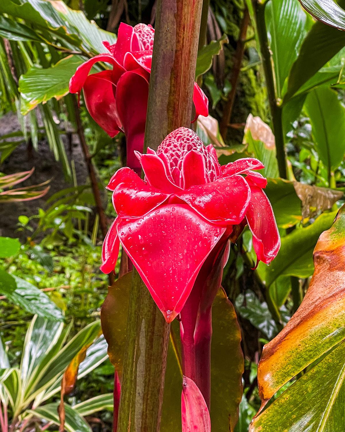 Torch Ginger Flower &ndash; Hawaii Tropical Botanical Garden