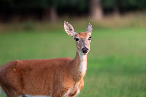 WILDLIFE
