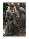 COLLECTION - GIANTS OF THE LAND VERTICAL - "Spotted" - LIMITED EDITION 10 of 10