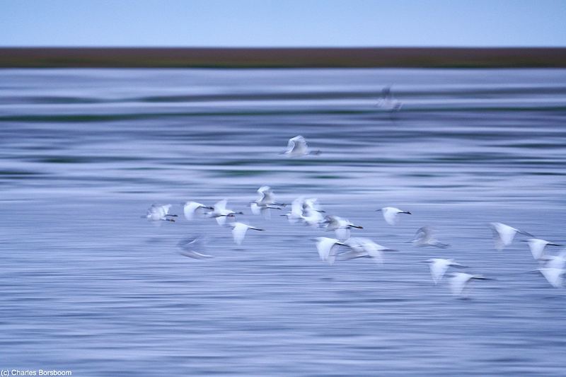 Midweek Oostelijke Waddenzee 5 dagen (4 - 8 mei 2026)