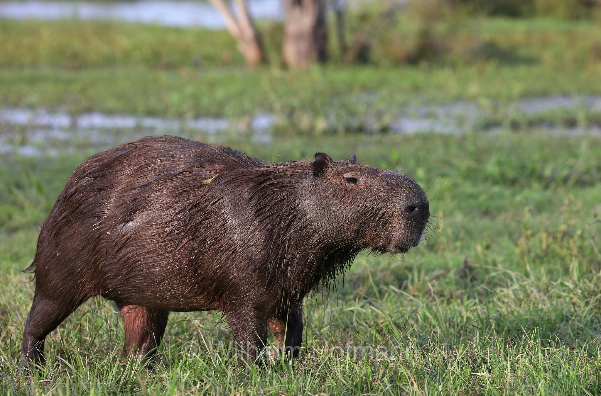 capybara, greater capybara, Wasserschwein, capibara, idrochéro, capivara, chigüire, nutriae, quiuit, chigüiro, fercho, carpincho, ronsoco, Hydrochoerus hydrochaeris, Iberá Wetlands, Esteros del Iberá, Corrientes, Argentina, Argentinien