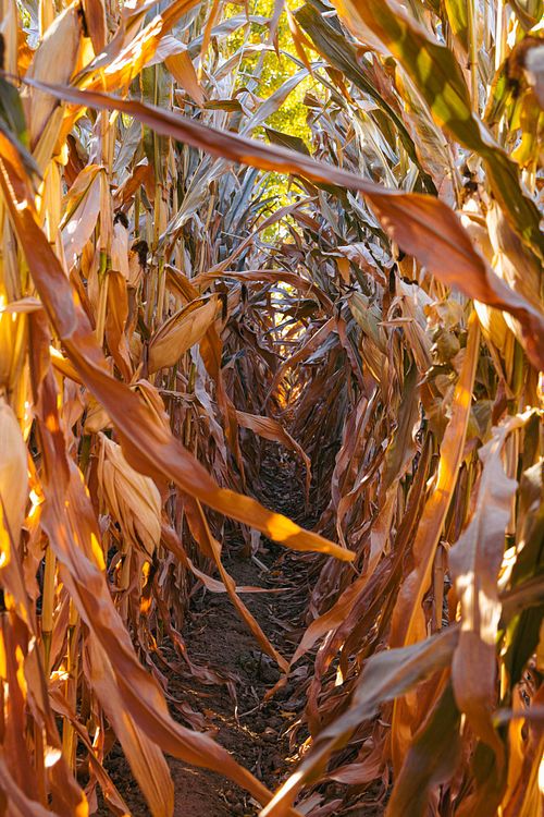 Cornfield Path