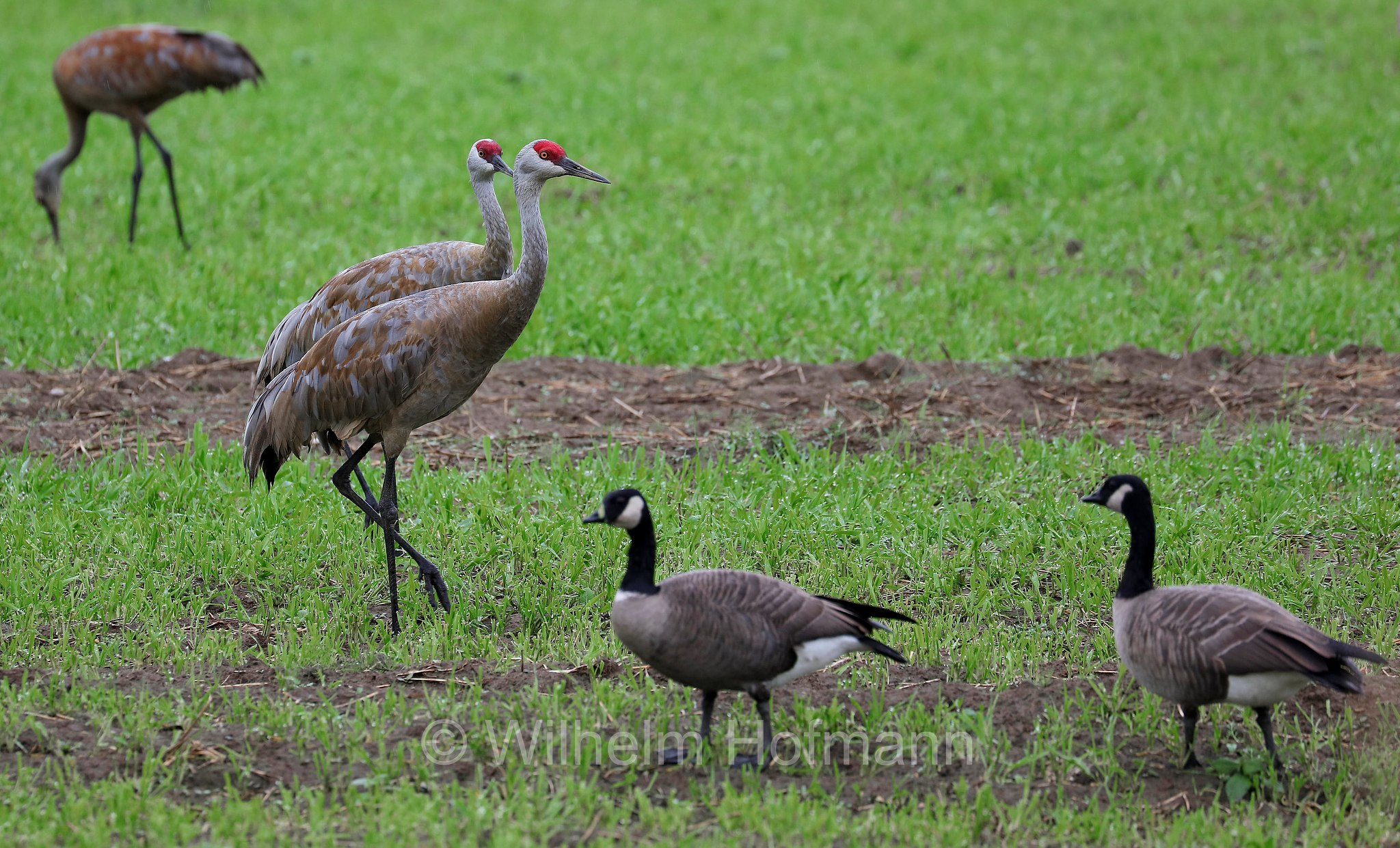Antigone canadensis, Grus canadensis, sandhill crane, Kanadakranich, gru canadese, Creamer's Field Migratory Waterfowl Refuge, Fairbanks, Alaska, USA