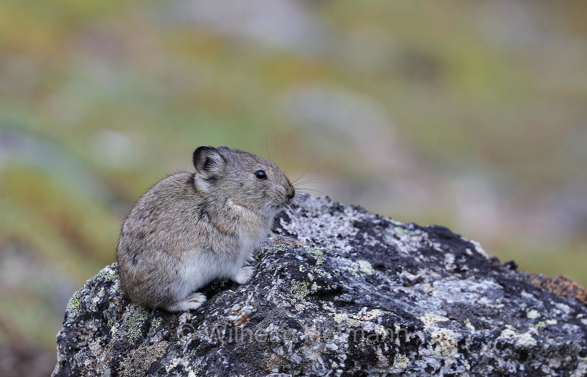 Ochotona collaris, Collared Pika, Alaska-Pfeifhase, pica dal collare, pica dell'Alaska, Savage Alpine Trailhead, Denali National Park, Denali National Park and Preserve, Denali-Nationalpark, Parco nazionale del Denali, Alaska, USA