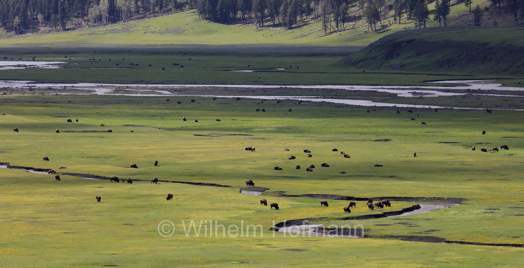 Plains bison, Präriebison, bisonte delle pianure, Bison bison bison, Yellowstone National Park, Yellowstone-Nationalpark﻿, parco nazionale di Yellowstone, Wyoming, USA