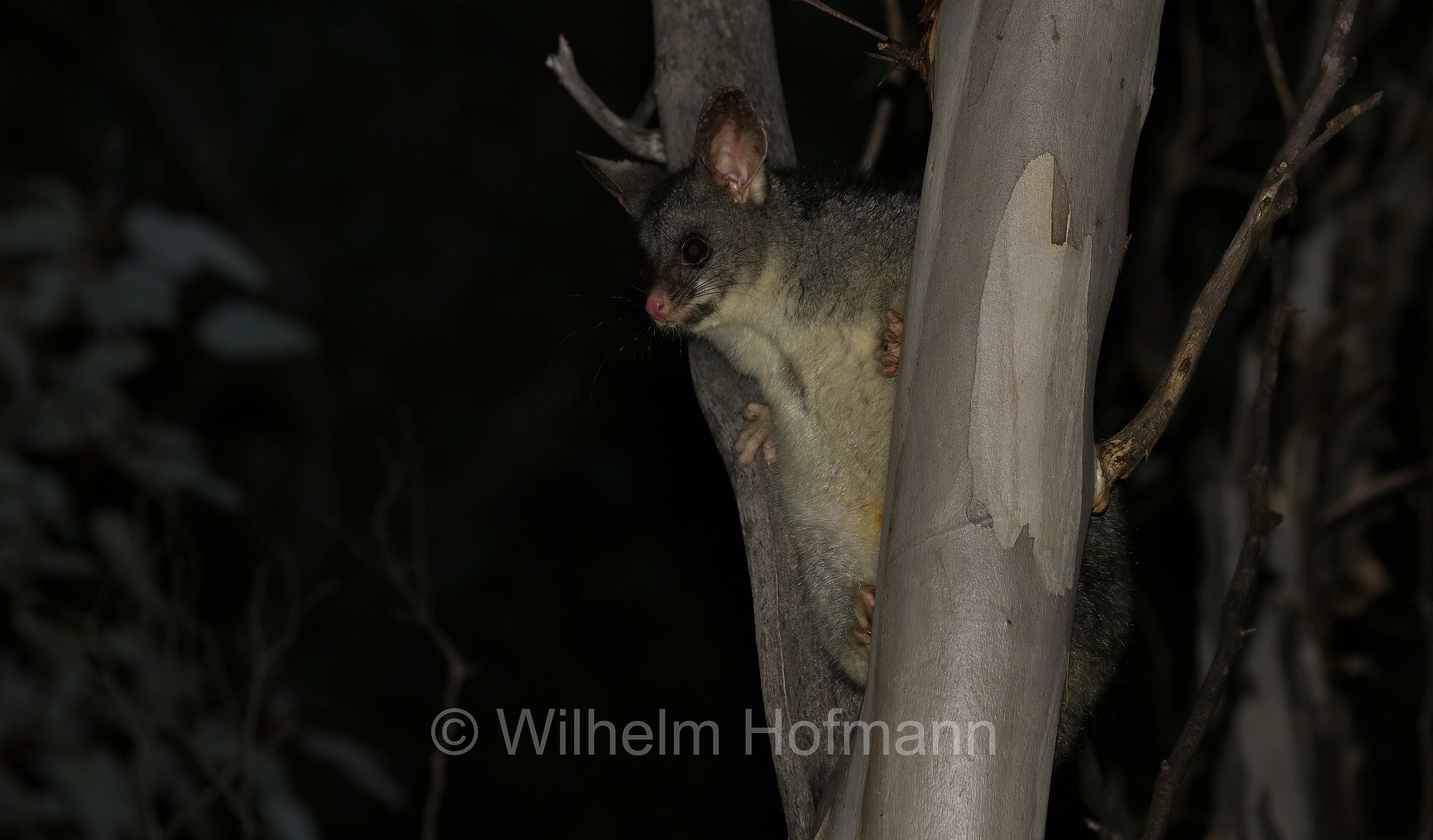 Trichosurus vulpecula, common brushtail possum, Fuchskusu, tricosuro volpino, Woylie Walk, Dryandra Woodland National Park, Dryandra Woodland, Dryandra, Western Australia, Westaustralien, Australia Occidentale, Australia, Australien