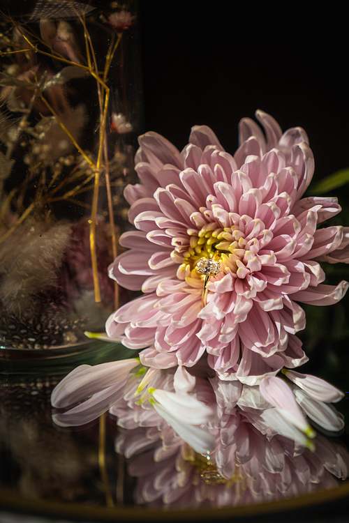 Ehering in einer Dahlienblüte vor dunklem Hintergrund