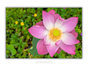 THE ONE - WILDLIFE & NATURE - "Lotus Crown" - LIMITED EDITION 5 of 5