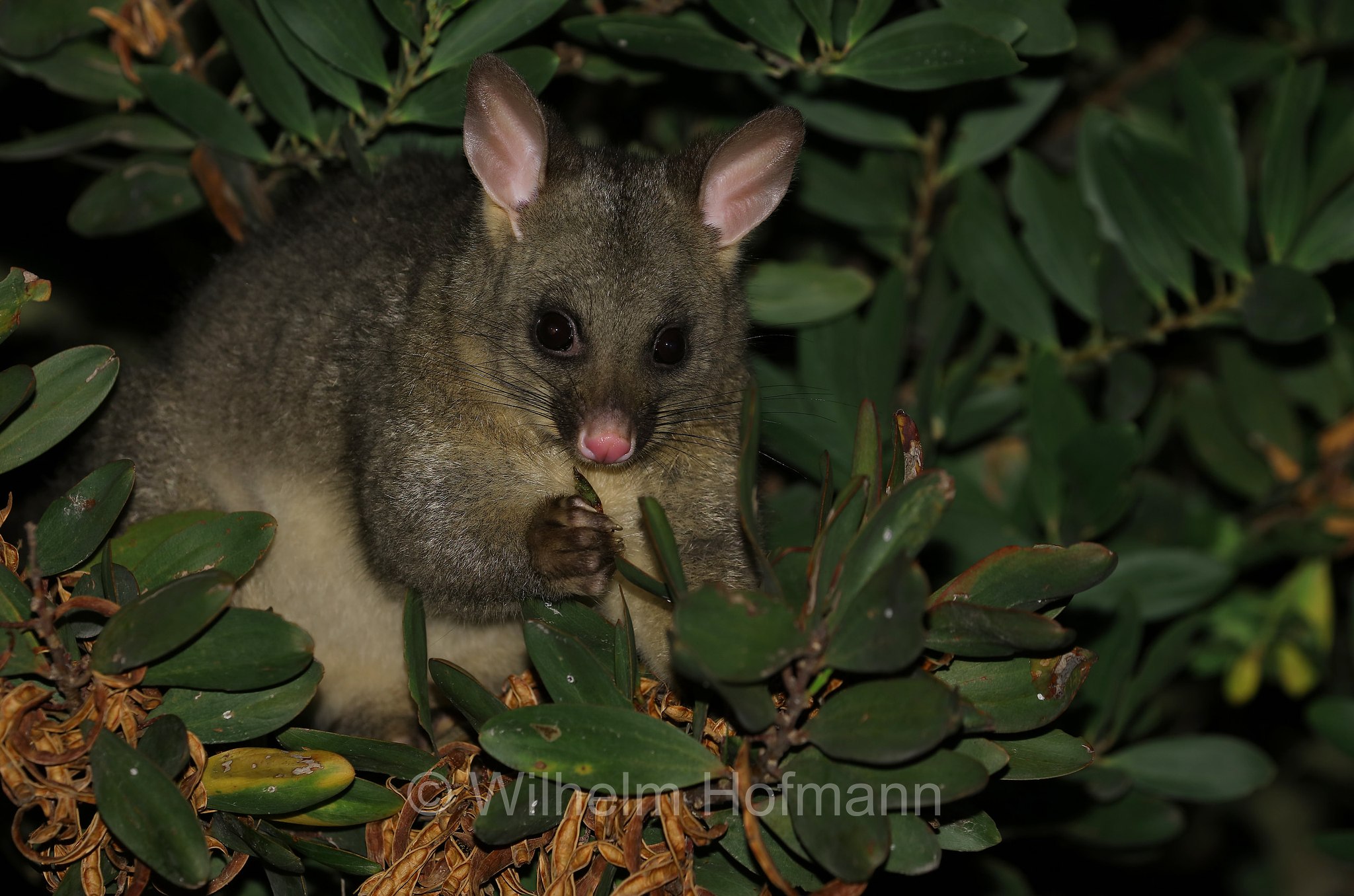 common brushtail possum, Fuchskusu, tricosuro volpino, Trichosurus vulpecula, Narawntapu National Park, Narawntapu-Nationalpark, parco nazionale Narawntapu, Tasmania, Tasmanien, Australia, Austalien