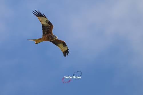 Red Kites in Wales
