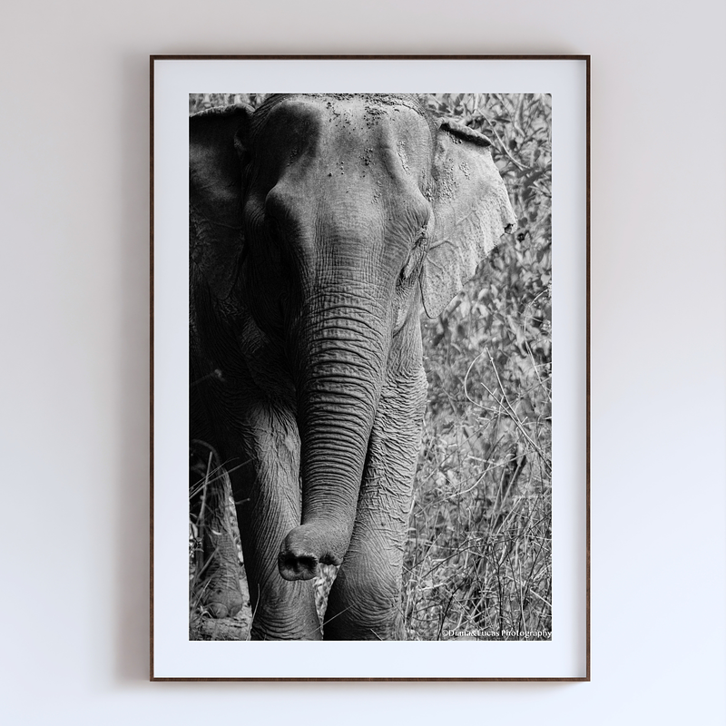 THE ONE - WILDLIFE & NATURE - "All the Way Up" - LIMITED EDITION 5 of 5