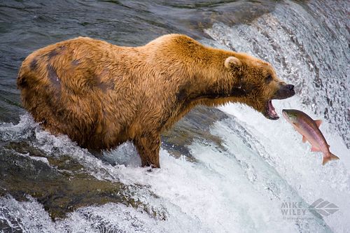Wildlife