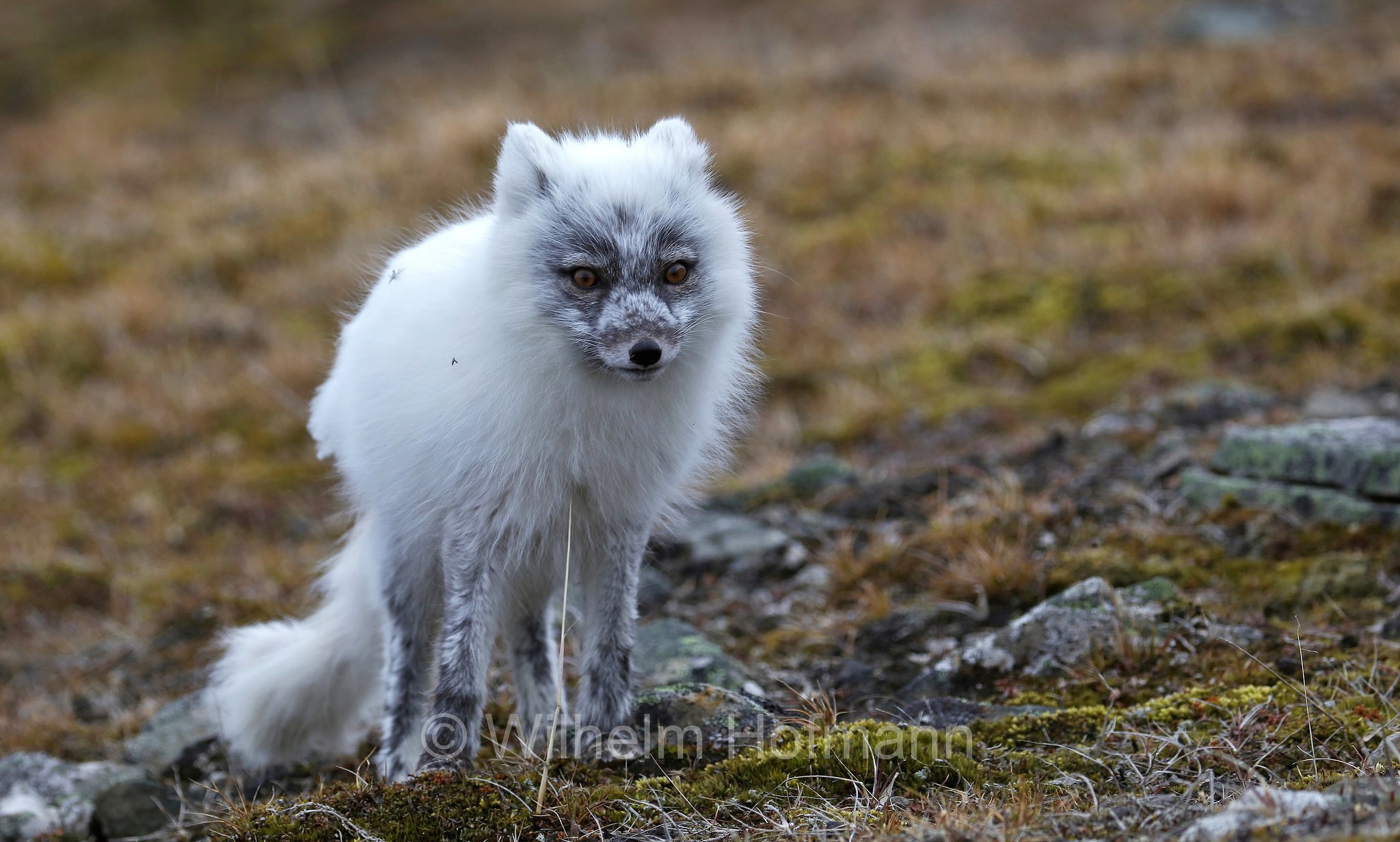Vulpes lagopus, Alopex lagopus, Arctic fox, white fox, polar fox, snow fox, Polarfuchs, Schneefuchs, Eisfuchs, volpe artica, Björndalen Valley, Svalbard, Spitzbergen, Norway, Norwegen, Norvegia