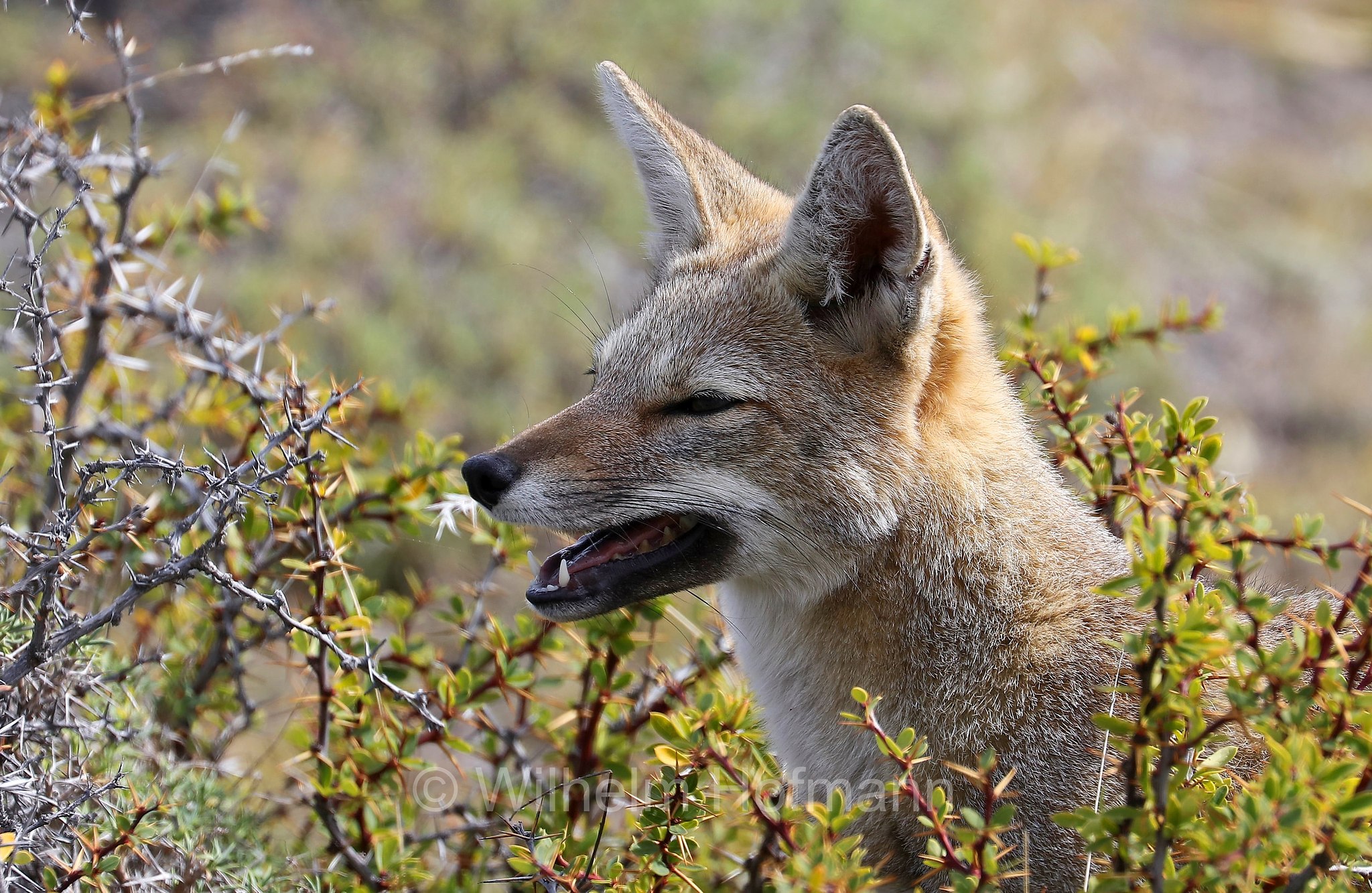 South American gray fox, Patagonian fox, chilla, zorro gris, Argentinischer Kampfuchs, Patagonischer Fuchs, Grauer Andenfuchs, Chilla, chilla, volpe grigia sudamericana, volpe grigia argentina, Lycalopex griseus, Torres del Paine National Park, Patagonia, Patagonien, Chile, Cile