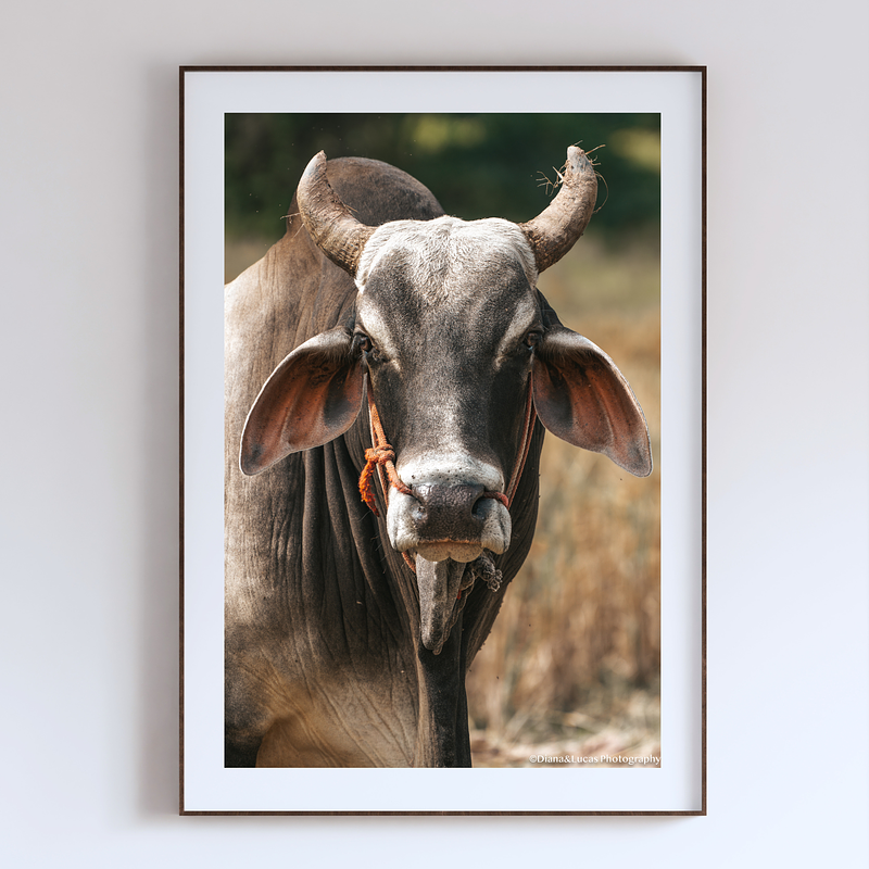 COLLECTION - GIANTS OF THE LAND VERTICAL - "The Stare" - LIMITED EDITION 10 of 10