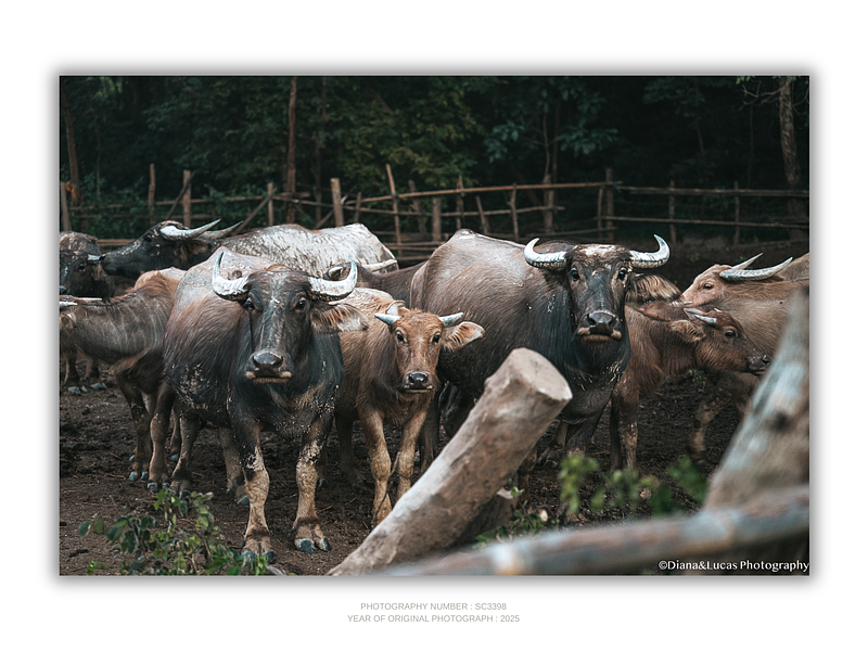 THE ONE - WILDLIFE & NATURE - "Behind the Fence" - LIMITED EDITION 5 of 5