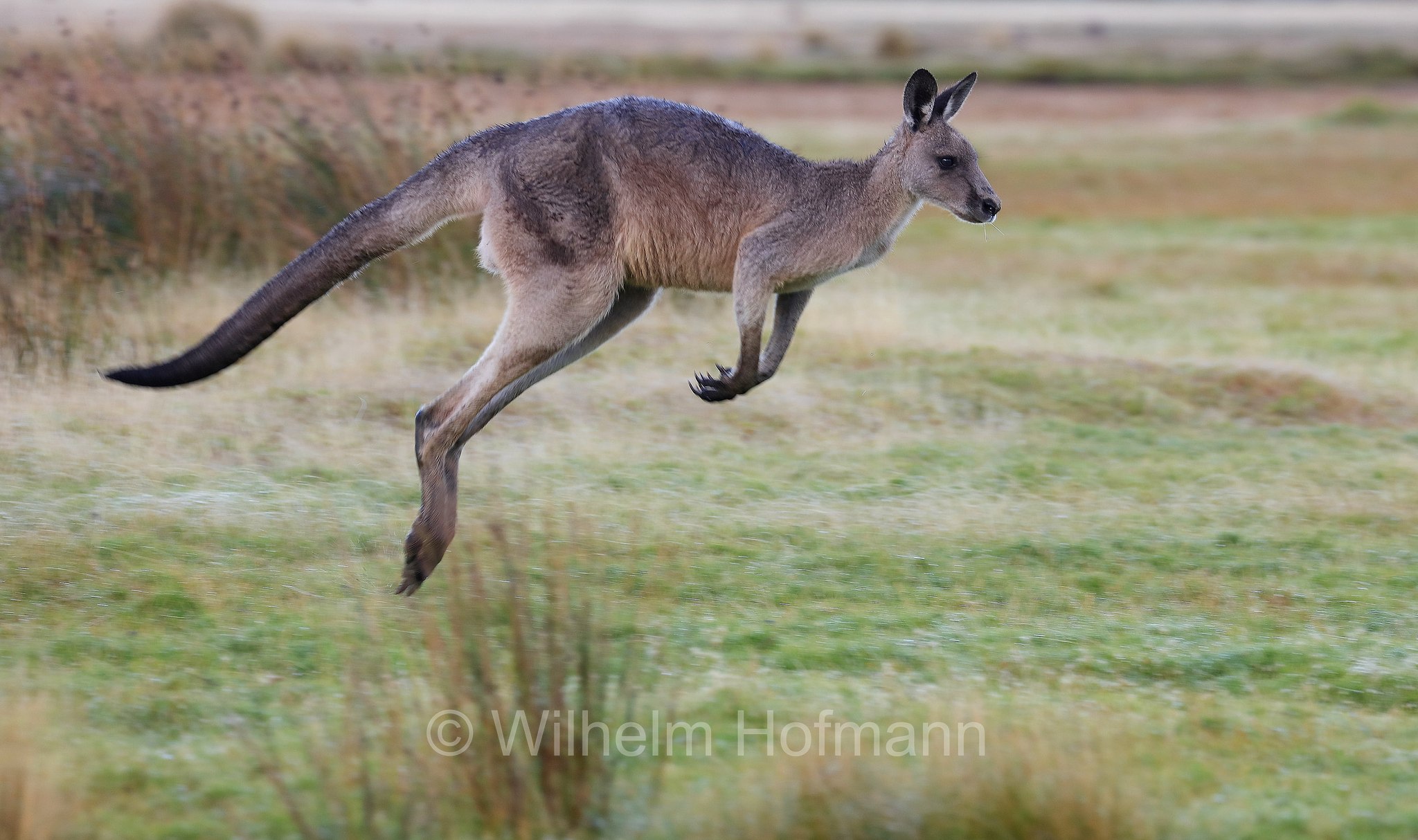 eastern grey kangaroo, gigantic large-foot, great grey kangaroo, forester kangaroo, Östliches Graues Riesenkänguru, canguro grigio orientale, Macropus giganteus, Narawntapu National Park, Narawntapu-Nationalpark, parco nazionale Narawntapu, Tasmania, Tasmanien, Australia, Austalien