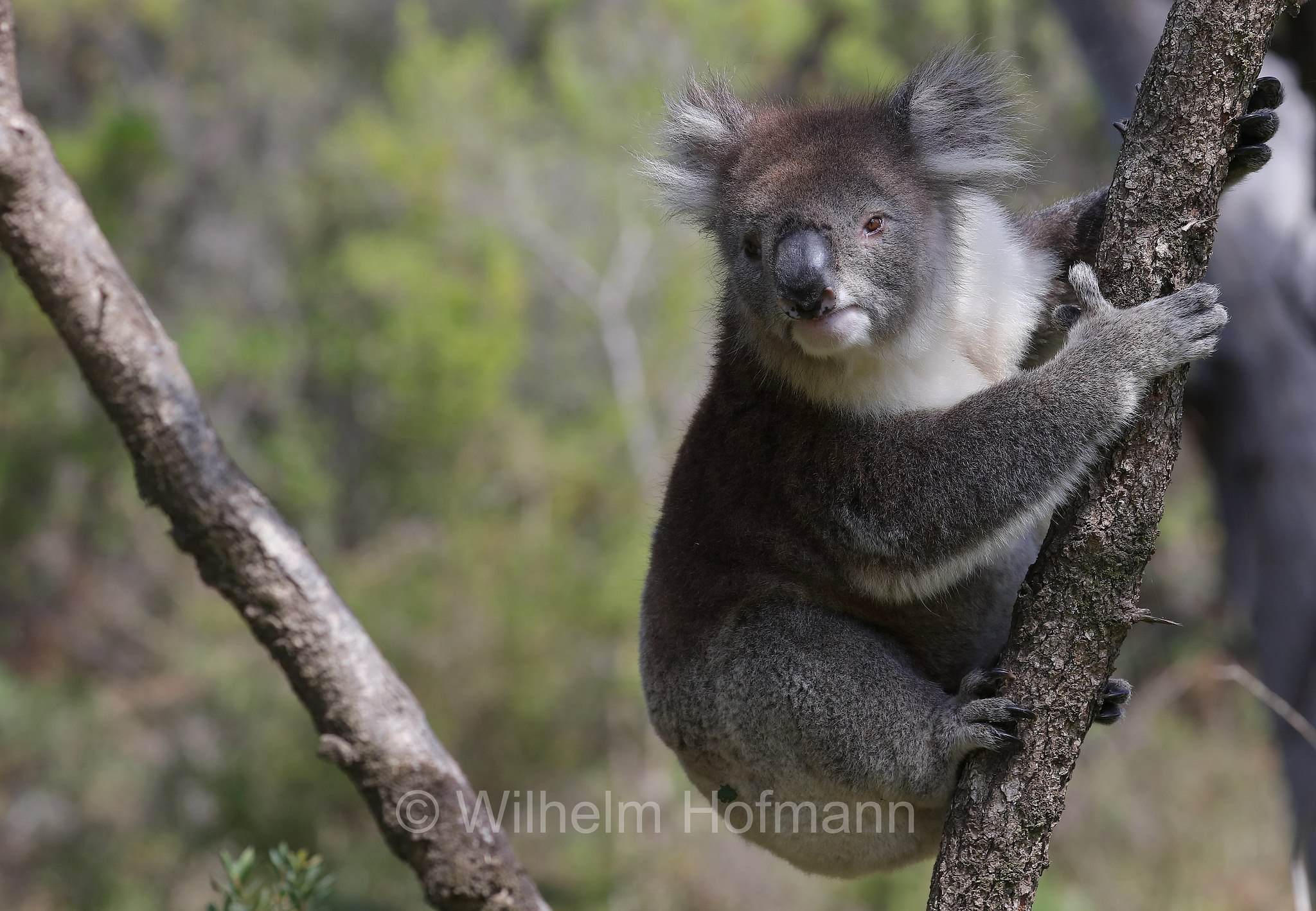 koala, Koala, Koalabär, Beutelbär, Manna Gum Drive, Great Otway National Park, Great-Otway-Nationalpark, parco nazionale Great Otway, Victoria, Australia, Australien