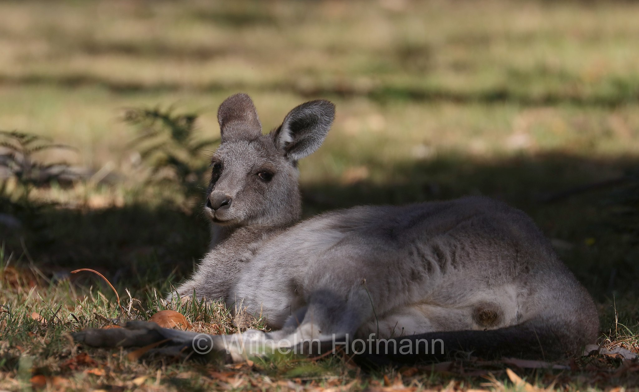 eastern grey kangaroo, gigantic large-foot, great grey kangaroo, forester kangaroo, Östliches Graues Riesenkänguru, canguro grigio orientale, Macropus giganteus, Halls Gap, Grampians National Park, Grampians-Nationalpark, Parco nazionale Grampians, Victoria, Australia, Australien