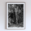 COLLECTION - GIANTS OF THE LAND VERTICAL - "Monumental" - LIMITED EDITION 10 of 10