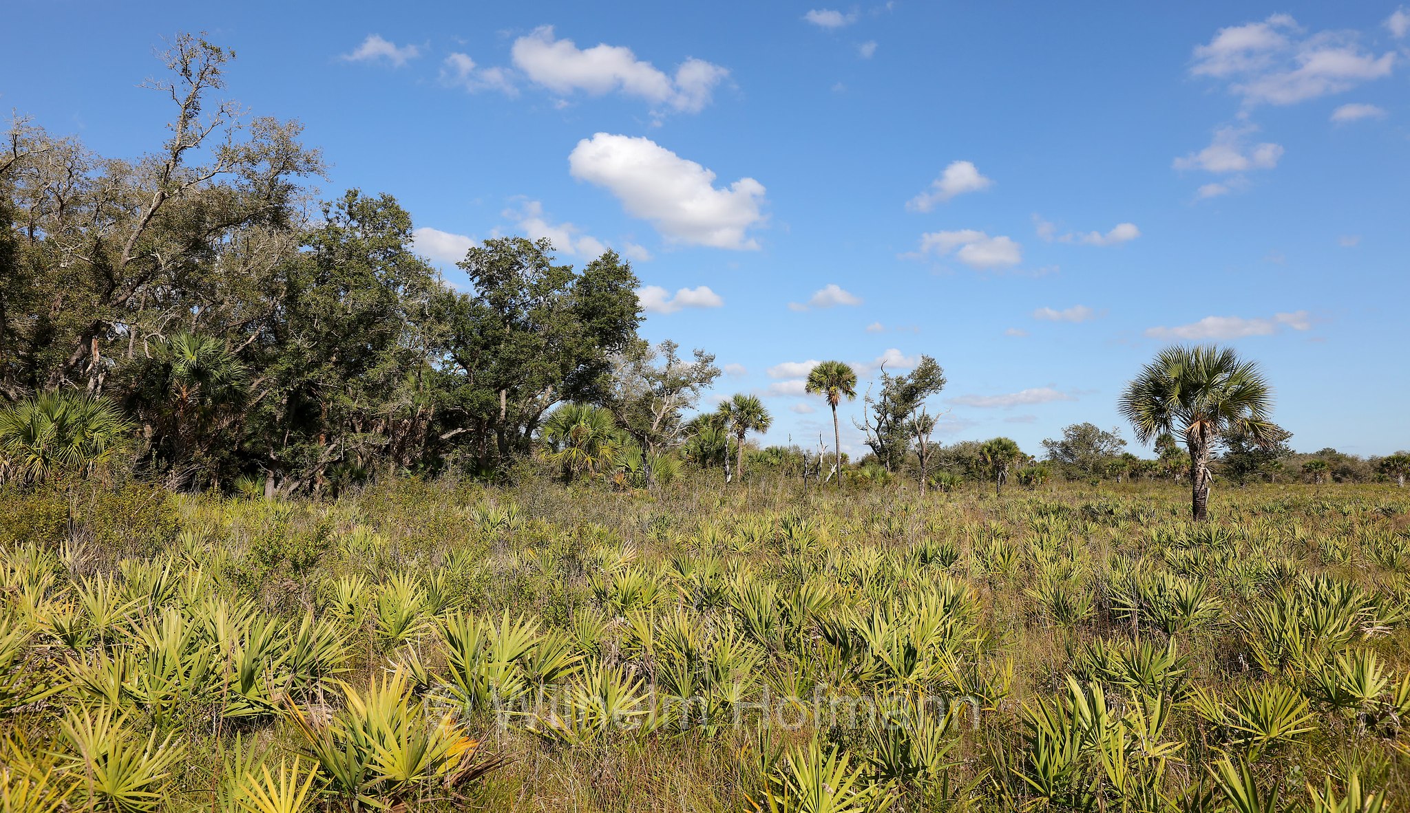 Kilpatrick Prairie Trailhead, Kissimmee Prairie Preserve State Park, Florida, USA
