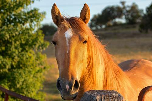 An intimate, close-up portrait of a golden sorrel quarter horse mare bathed in warm golden hour sunset light by a rustic fence.