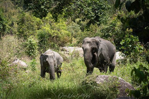 Because Elephants at Home is located outside the city,