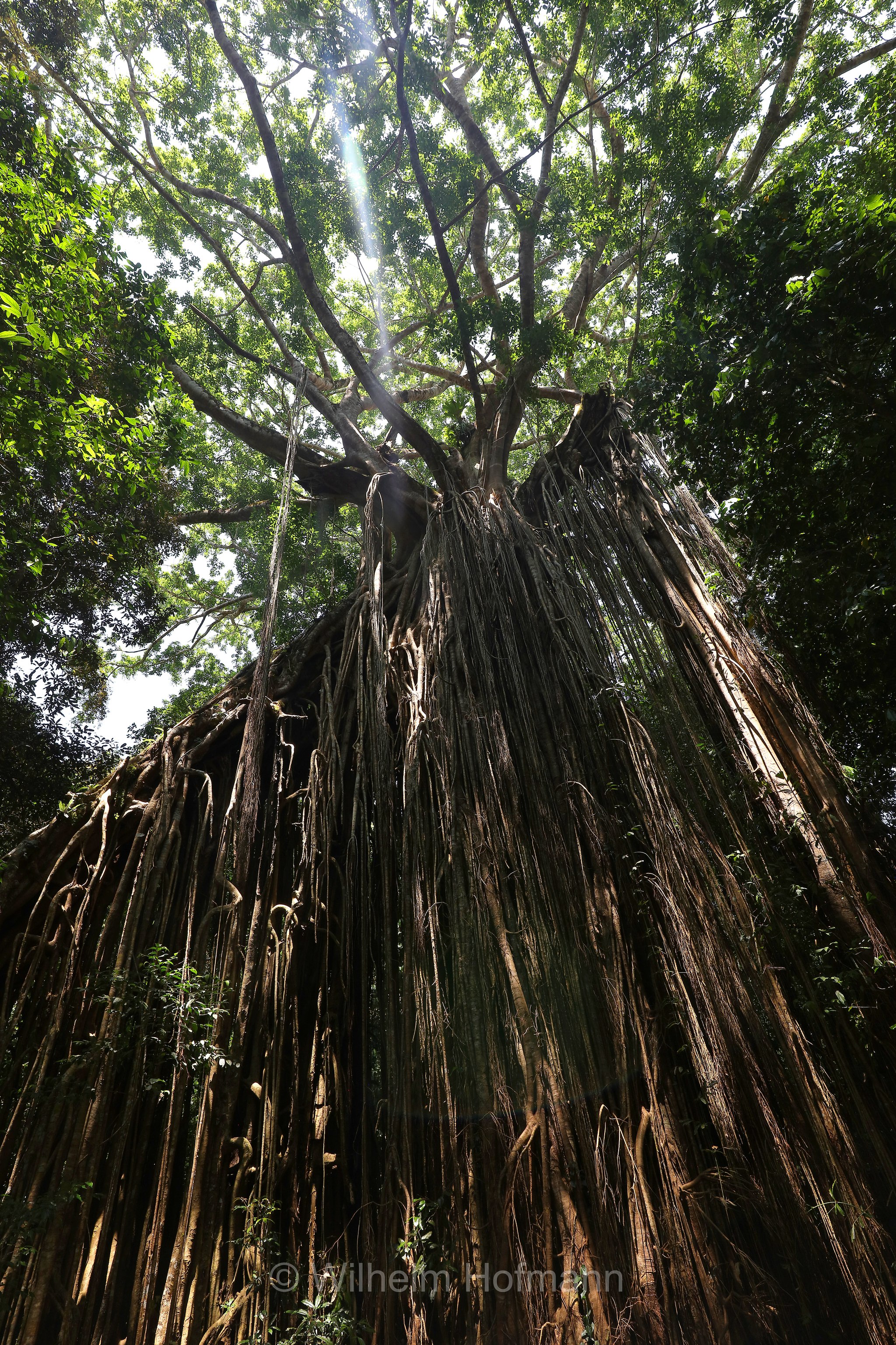 Curtain Fig Tree, Curtain Fig National Park, Curtain-Fig-Nationalpark, Atherton Tableland, Atherton Tablelands, Queensland, Australia, Australien