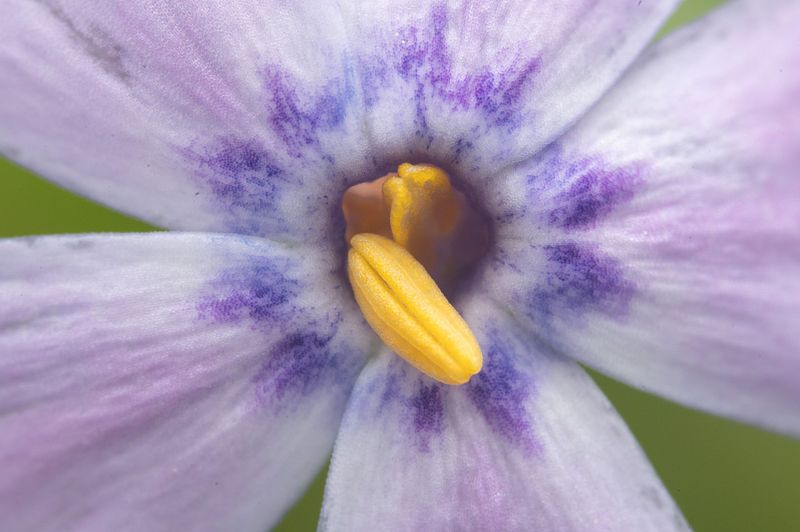 Pretty Flowers