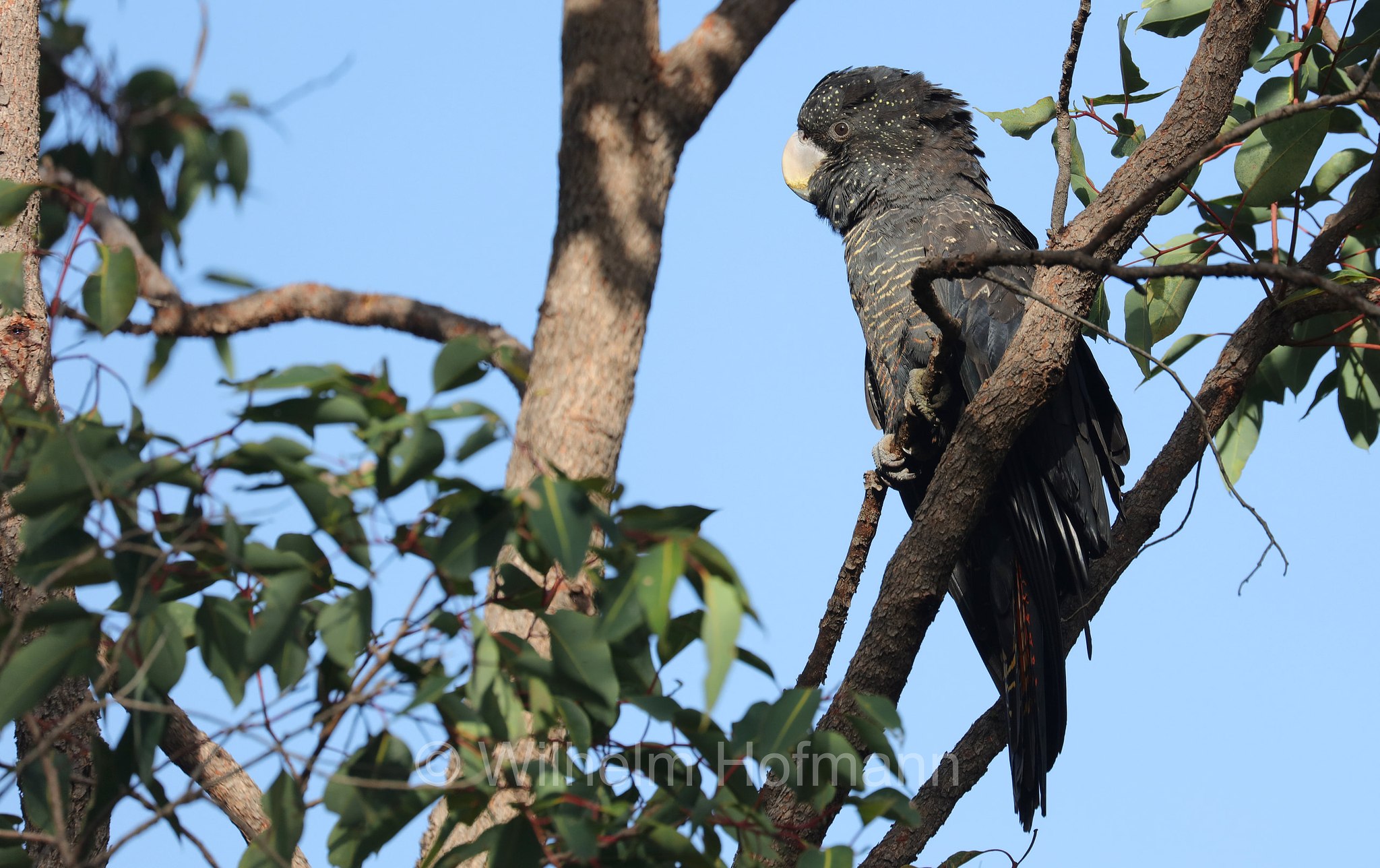 Calyptorhynchus banksii naso, forest red-tailed black cockatoo, Westaustralischer Rotschwanz-Rabenkakadu, cacatua nero codarossa della foresta, John Forrest National Park, John-Forrest-Nationalpark, Parco nazionale John Forrest, Western Australia, Westaustralien, Australia Occidentale, Australia, Australien