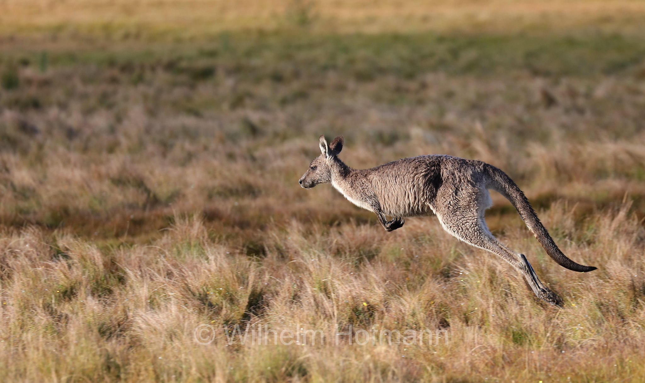 eastern grey kangaroo, gigantic large-foot, great grey kangaroo, forester kangaroo, Östliches Graues Riesenkänguru, canguro grigio orientale, Macropus giganteus, Narawntapu National Park, Narawntapu-Nationalpark, parco nazionale Narawntapu, Tasmania, Tasmanien, Australia, Austalien