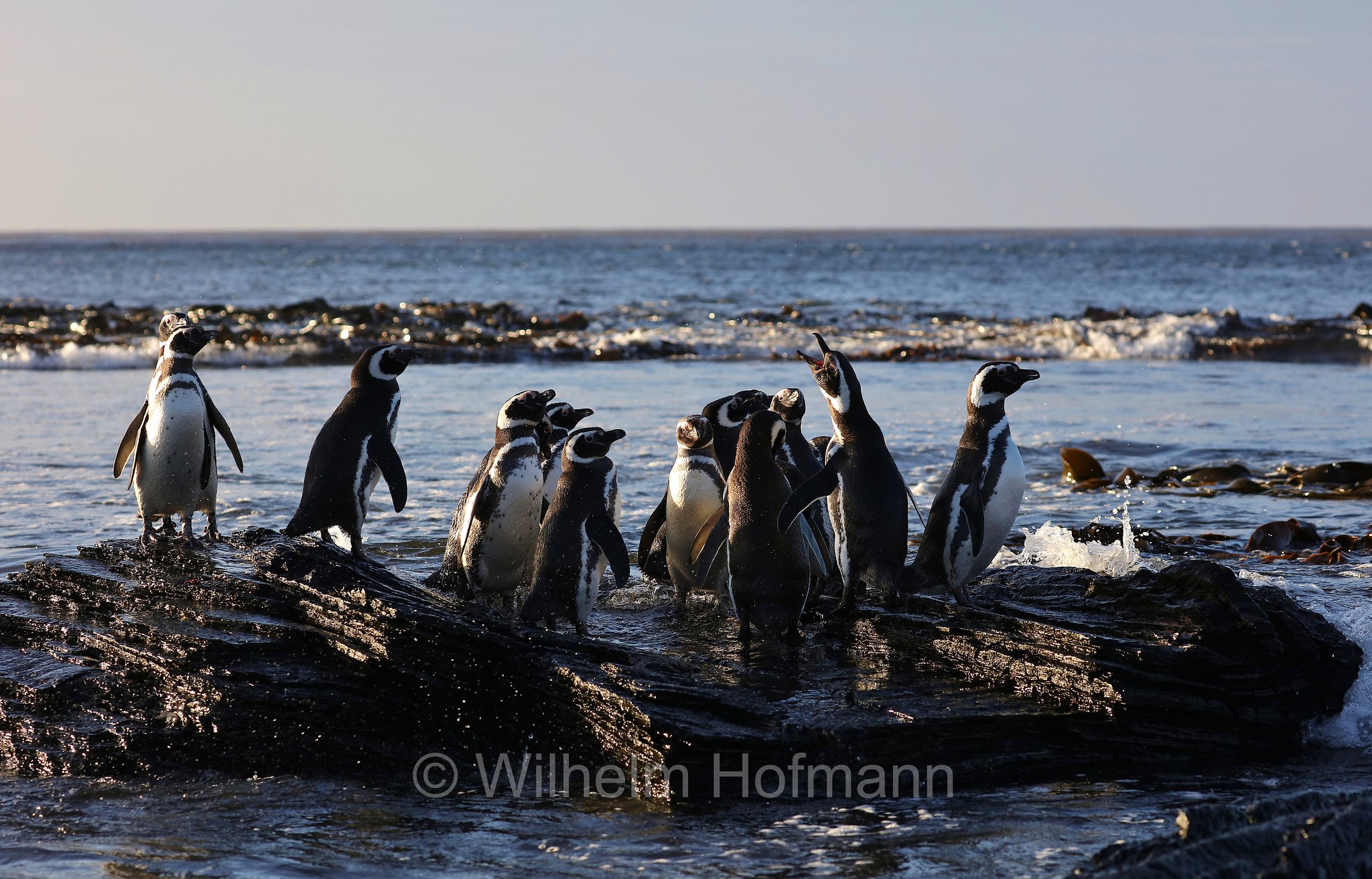 Magellanic penguin, Magellanpinguin, Pinguino di Magellano, Spheniscus magellanicus, Sealion Island, Sea Lion Island, Isla de los Leones Marinos, Falkland Islands, Falklandinseln, Isole Falkland