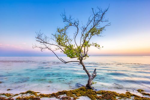 Irma's Tree