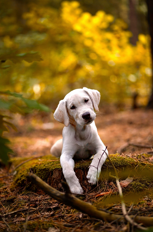 Tiere